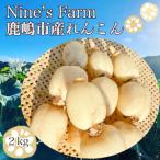 栽培方法にこだわって育てたれんこん 約2kg