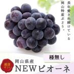 ニューピオーネ4房 1房480g以上