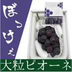 ぼっけえ大粒ニューピオーネ1房 800g以上