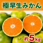 極早生みかん 約5kg