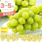 ショッピングふるさと納税 シャインマスカット ふるさと納税 豊丘村 【丘の上ファーム】大玉ぶどう『シャインマスカット』2kg(3‐5房)2026年10月より発送