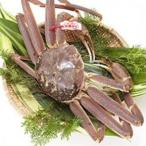 ふるさと納税 琴浦町 【先行予約】ブランドタグ付き 松葉ガニ(生)　1枚(800g以上)　【年明け配送】