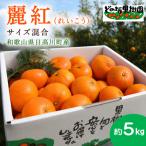 高級柑橘 麗紅 5kg
