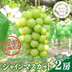 星乃 シャインマスカット 1.3kg以上