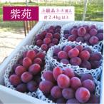 ふるさと納税 津山市 【きよとうファーム】ワインレッドの葡萄「紫苑(しえん)」特選品 3-5房/計2.4kg〜(岡山県産)