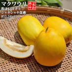 ふるさと納税 飯塚市 【2025年7月下旬より発送】農家直送 程よい甘さのマクワウリ約3.5kg (8〜12個)