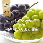 ふるさと納税 津山市 【きよとうファーム】シャインマスカット&生産者いちおし葡萄 2房合わせて/約1kg〜(岡山県産)