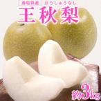 299. 王秋梨 3kg前後