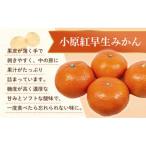 みかん 奇跡の赤いみかん 小原紅早生 4.5kg