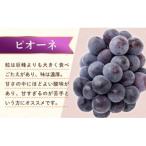 大粒ぶどう ピオーネ2kg 8月中旬頃から出荷