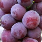 2027年 大粒 ピオーネ1.2kg 8月中旬頃から出荷
