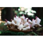 fu.... налог . Цу город 2026 год 10 месяц . примерно отправка минут столица. осень новая жизнь .3kg( земля есть ) культивирование период средний пестициды * химия удобрение * убийца сорняков не использование 