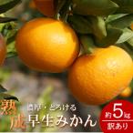 2027年1月~発送 訳あり ご どの坂果樹園の熟成早生みかん …