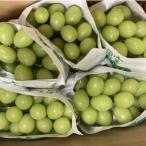ふるさと納税 南アルプス市 シャインマスカット(新鮮直送・家庭用2kg)メイア農園から恋しくなる大自然の恵みをお届けします。