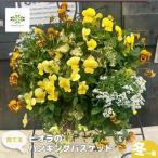 育てるパンジー ビオラのハンギングバスケット寄せ植え