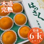木成完熟 紅はっさく 特秀 大玉 3L