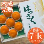 木成完熟 紅はっさく 特秀 大玉 2L