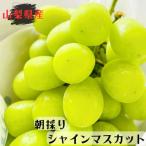 ふるさと納税 笛吹市 《2026年 先行受付》朝採り シャインマスカット 約600g(1房)