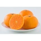 ショッピングせとか ふるさと納税 松山市 松山市中島産　せとか　秀品　L〜3Lサイズ　2.5kg