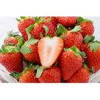 ふるさと納税 静岡市 静岡市清水区産　キラッと輝くいちご『きらぴ香』(8〜15粒)×2パックセット