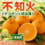 こだわりの不知火 しらぬい 秀品 約5kg