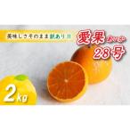 ふるさと納税 松山市 訳あり 愛果28号 2kg あいか