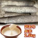 ショッピングふるさと納税 訳あり ふるさと納税 北栄町 【訳あり】砂丘長いも2.5kg 　長芋　鳥取県産
