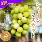 ふるさと納税 南アルプス市 2025年度 山梨県産 朝どれ新鮮!キラキラ大粒!ご褒美シャインマスカット 1.2kg以上