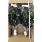 備後 榊 サカキ 切り枝 1束サイズ1セット 2束入り