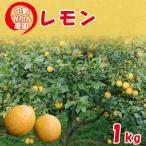 中島みかん農園 レモン 約1kg