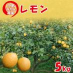 中島みかん農園 レモン 約5kg