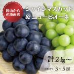ふるさと納税 津山市 【きよとうファーム】シャインマスカット&ピオーネ 3-5房入/計2kg〜(岡山県産)