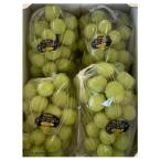 ふるさと納税 高梁市 【農家直送】先行予約 岡山産 シャインマスカット 2kg　朝どれぶどう その日のうちに発送!