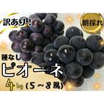 訳あり ピオーネ4kg