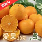 ふるさと納税 松山市 愛果28号 訳あり 家庭用 約5Kg