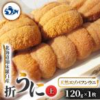 ふるさと納税 羅臼町 〈上〉折うに 120g×1枚 天然エゾバフンウニ【北海道知床羅臼産】