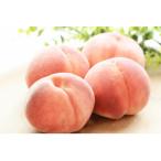 ふるさと納税 中野市 【2025年発送】フルーツ王国 長野県信州直送 白桃 約1.5kg(3〜7玉)