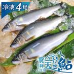飛騨庄川の天然鮎 4尾