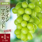 フルーツ王国信州 シャインマスカット 約1kg