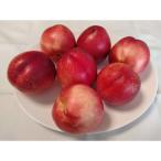 ふるさと納税 中野市 【2026年発送】長野県信州直送　ネクタリン　約3kg(9〜12玉)