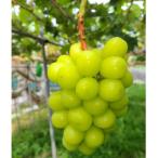 ふるさと納税 高森町 【長野県南信州産】厳選シャインマスカット 1kg(2房〜3房) ー2025年9月上旬より発送開始