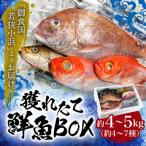 御食の国 若狭小浜より 獲れたて鮮魚BOX