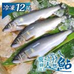 飛騨庄川の天然鮎 12尾
