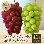 ふるさと納税 山梨市 山梨直送!!シャインマスカットと赤系ぶどう 2房(計1.2kg以上)