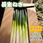 fu.... налог длина рисунок блок [ Chiba префектура длина рисунок блок производство ][ длина сырой лук порей ]L размер 5kg( примерно 40шт.@)