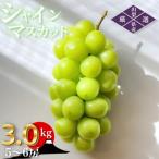 ふるさと納税 甲州市 朝採れ シャインマスカット 3.0kg (5〜6房) 山梨県甲州市 【令和7年産先行受付】