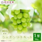 シャインマスカット 農家自慢の最高ランク