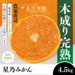 星乃みかん 4.5kg