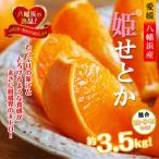 柑橘の大トロ せとか 約3.5キロ