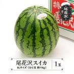 fu.... налог хвост цветок . город предшествующий прием хвост цветок . арбуз 6L размер ( примерно 11kg)×1 шар . мир 8 год производство ns-su6xx1